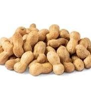 10 Organic NonGMO Peanut Seeds