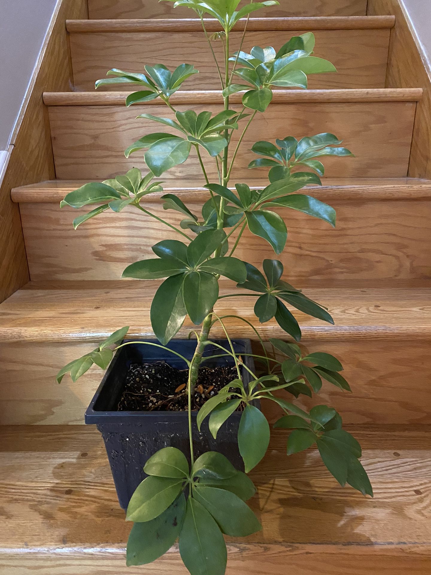 Schefflera Plant