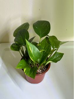 Golden Pothos $5-$10