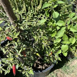 Black Cobra Pepper 🌶️ Plant 