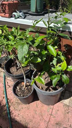 Fruits Trees !! Fruits Trees !!