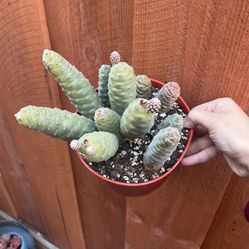 Cactus Plant Free