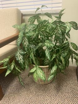 Silk Plant 