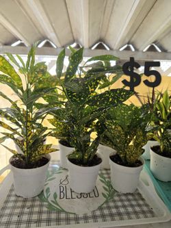 Croton Plants 