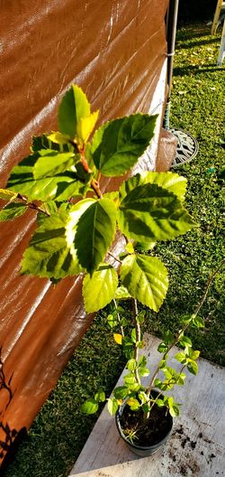 #30  Light pink hibiscus 1Gal 3feettall