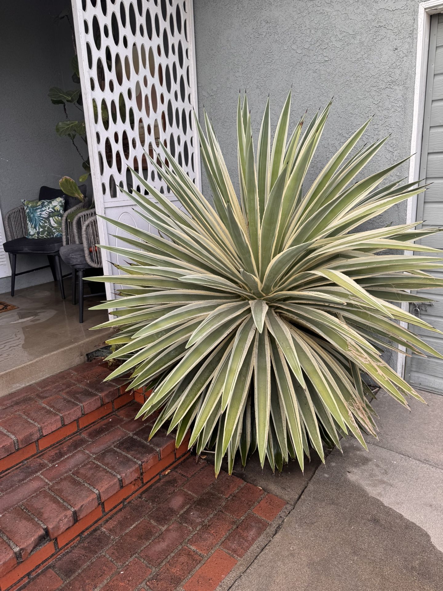 Free Large Succulents And Cactus
