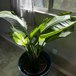 Bird Of Paradise Plant 