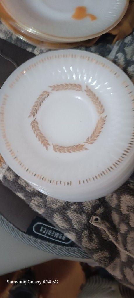 Harvest Milk White China dinner Plates