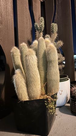 Old man cactus