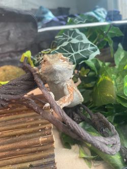 BEARDED DRAGON PET AND TEMPORARY TANK PLUS FOOD, FOOD TANK, TWEEZERS AND FOOD BOWL, MINI VACCUM, AND REPTILE CALCIUM AND SPOON