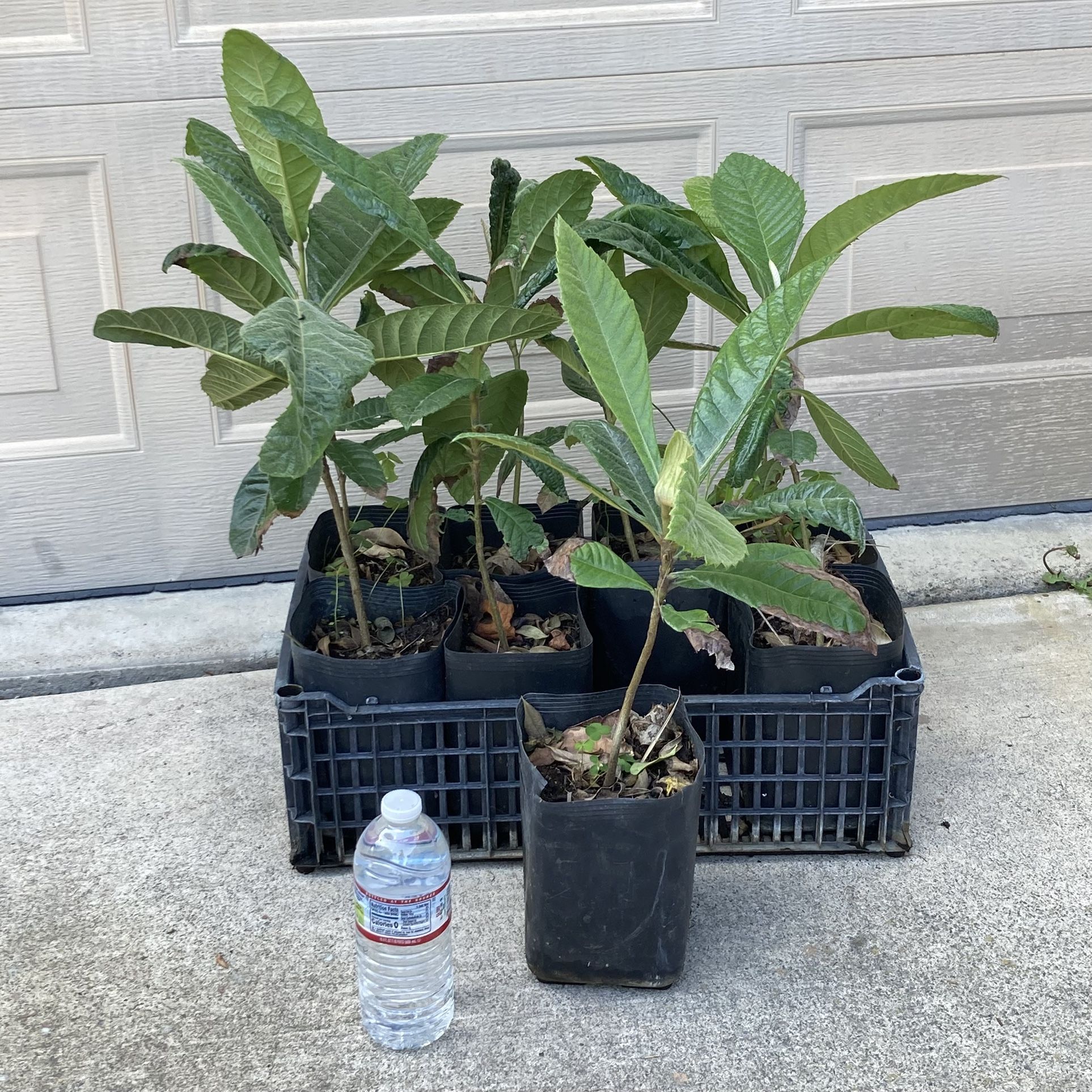 Big Jim Loquat Fruit Trees