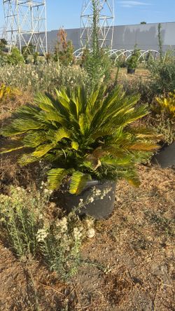Sago palm