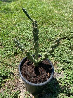 Cholla Cactus 🌵