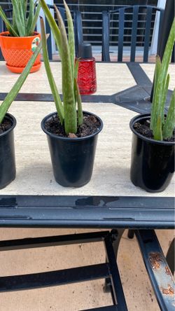 Aloe Vera !!