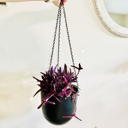 Purple Heart Plants