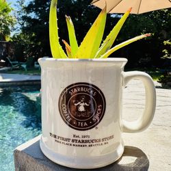 Succulent In A Vintage Starbucks Cup