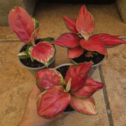 Aglaonema 'Thai Red'