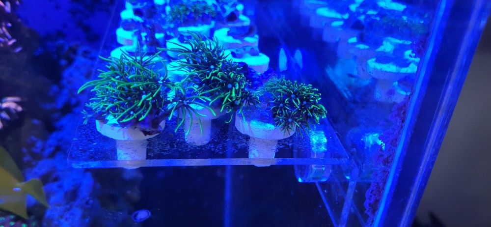 Green Star Polyp