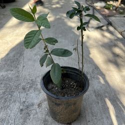 Arbol De Guayaba Y Planta De Chile 