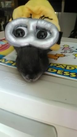Despicable me toddler hat