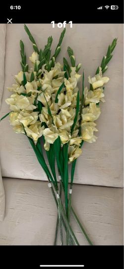 Gladiolus yellow flowers
