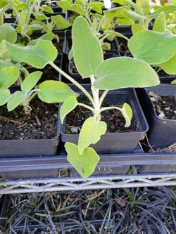 Potted 4" on sale