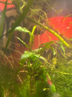 Java fern