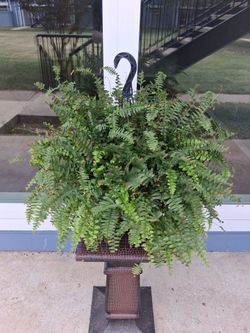Boston Fern Plant