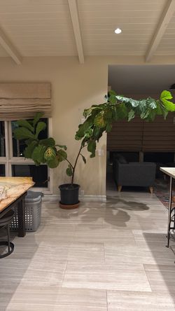 6 ft tall fiddle leaf fig