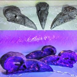 Yoolperlite Crow Skulls With UV