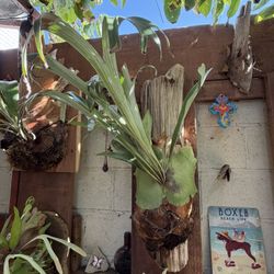 Gorgeous Staghorn Fern On Super Pretty Driftwood 