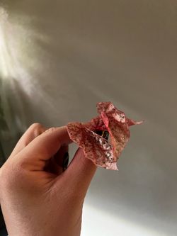 Begonia snowcapped variegated cutting