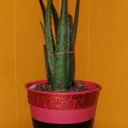 Aloe Vera Plant 