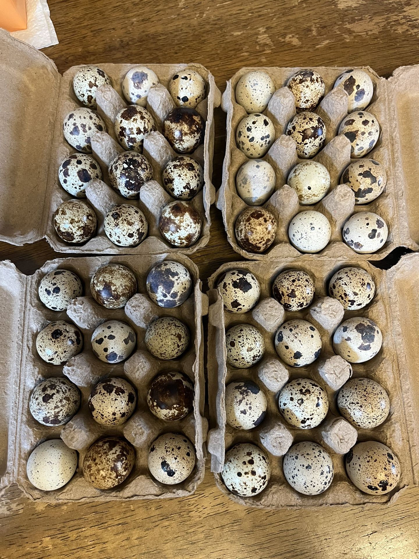 Quail Eggs
