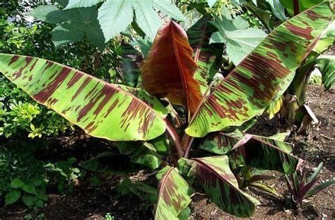 Banana Plant