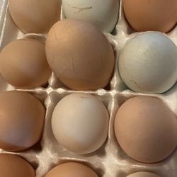 Daily Fresh Eggs
