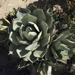 Large Dwarf Agave Plant 