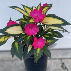Compact Tropical Rose Outdoor Morning Sun Plant, In 1 Gallón Pot Pick Up Only