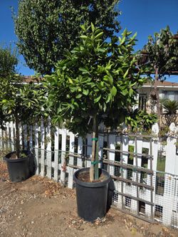 $255 Mature Moro blood orange tree 🍊 with lots of fruit. Pick up in Temecula, CA 92591