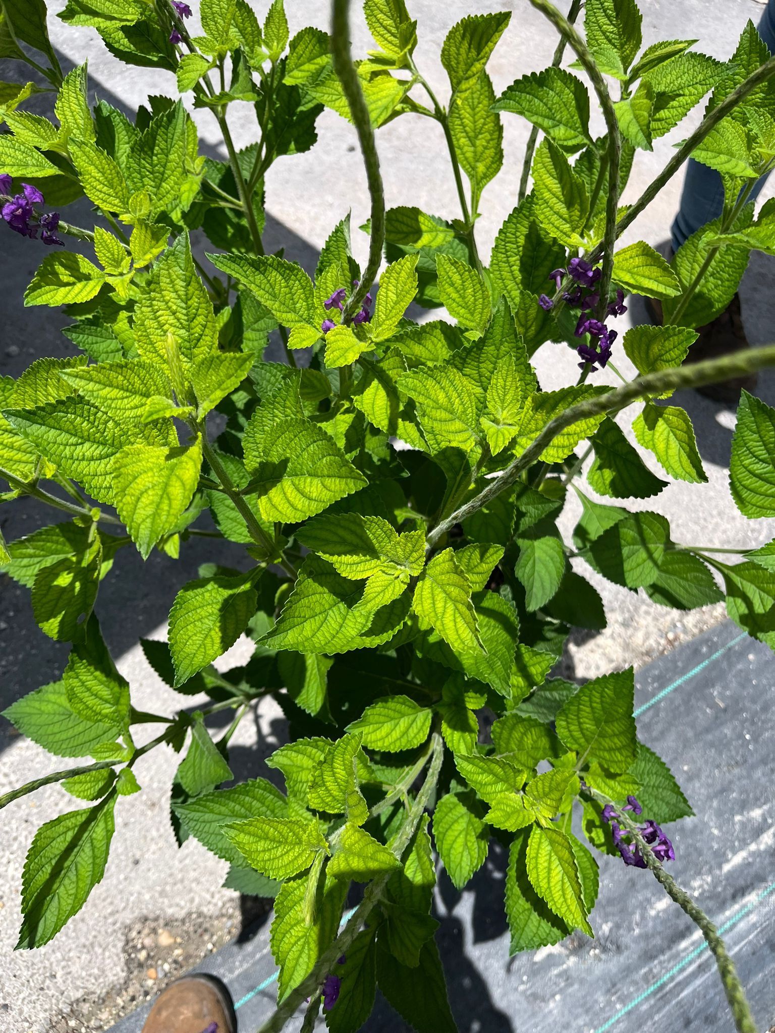 Blue Porterweed - 3gl