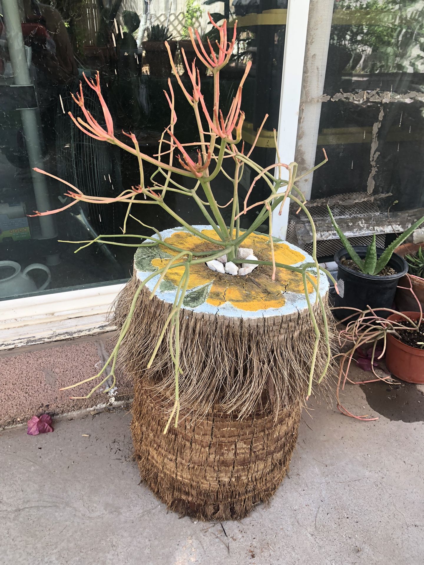 A Tree Trunk Used As A Planter Pot With A Fire Pencil Succulent Plant