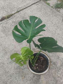 Monstera plant