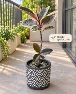 Variegated Rubber Plant in Patterned Pot