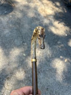 Old dog bone cane