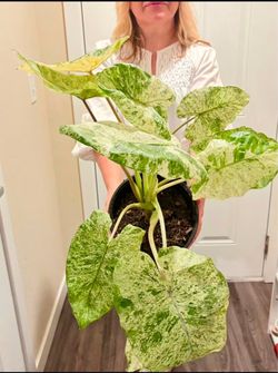 Variegated Alocasia Odora Batik