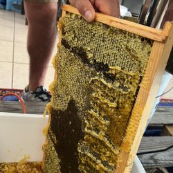 Miel 100 X100 Natural De Colmena Del Cajón Al Envase En Plant City Fl 