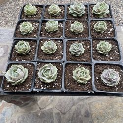 Lola succulent plants