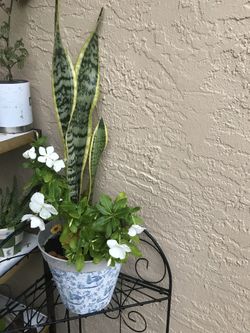 Snake plant.