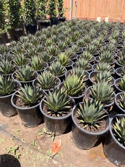 Blue glow agaves 5 gal