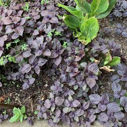 Chine Mint $5.  Each 